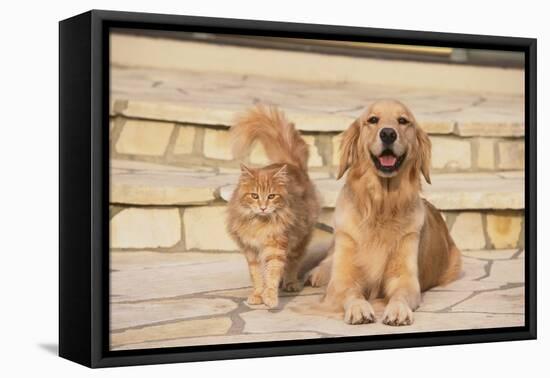 House Cat and Golden Retriever-DLILLC-Framed Premier Image Canvas
