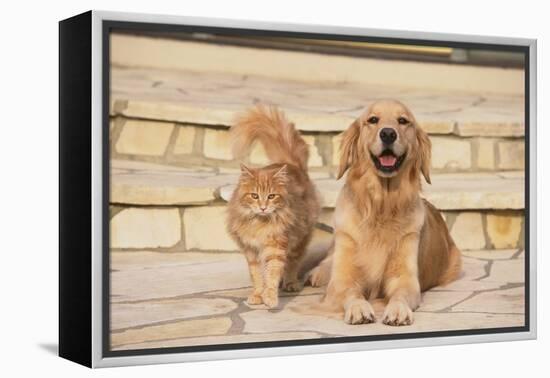 House Cat and Golden Retriever-DLILLC-Framed Premier Image Canvas