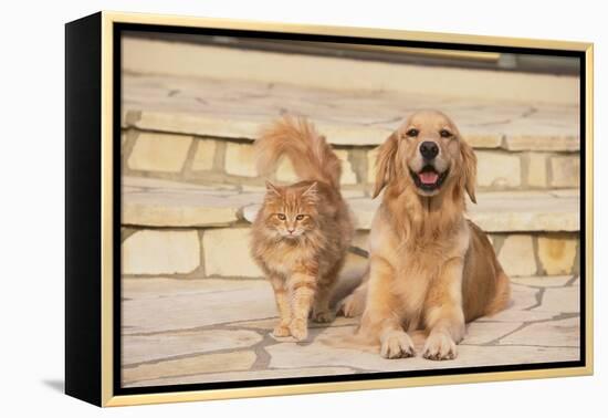 House Cat and Golden Retriever-DLILLC-Framed Premier Image Canvas