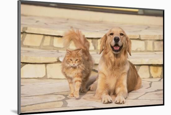 House Cat and Golden Retriever-DLILLC-Mounted Photographic Print