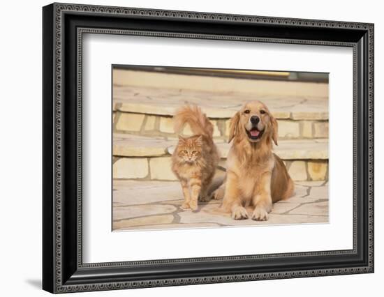 House Cat and Golden Retriever-DLILLC-Framed Photographic Print