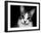 House Cat-Lori Hutchison-Framed Photographic Print