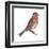 House Finch (Carpodacus Mexicanus), Birds-Encyclopaedia Britannica-Framed Art Print