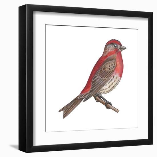 House Finch (Carpodacus Mexicanus), Birds-Encyclopaedia Britannica-Framed Art Print