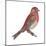 House Finch (Carpodacus Mexicanus), Birds-Encyclopaedia Britannica-Mounted Art Print