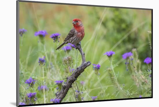 House Finch, Carpodacus Mexicanus, male perched-Larry Ditto-Mounted Photographic Print