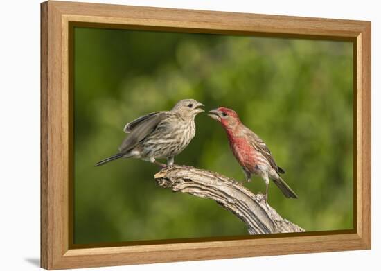 House Finch, Carpodacus Mexicanus, pair bonding-Larry Ditto-Framed Premier Image Canvas