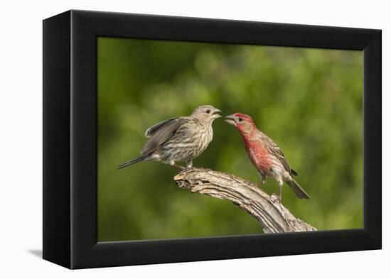 House Finch, Carpodacus Mexicanus, pair bonding-Larry Ditto-Framed Premier Image Canvas