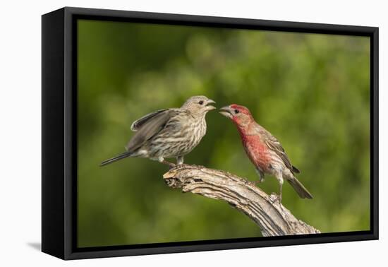 House Finch, Carpodacus Mexicanus, pair bonding-Larry Ditto-Framed Premier Image Canvas