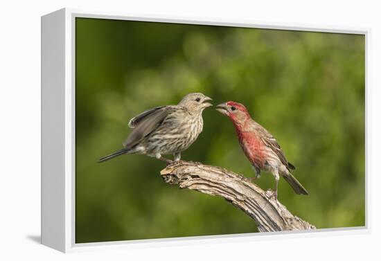 House Finch, Carpodacus Mexicanus, pair bonding-Larry Ditto-Framed Premier Image Canvas