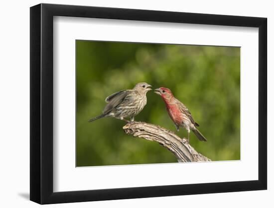 House Finch, Carpodacus Mexicanus, pair bonding-Larry Ditto-Framed Photographic Print