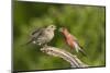 House Finch, Carpodacus Mexicanus, pair bonding-Larry Ditto-Mounted Photographic Print