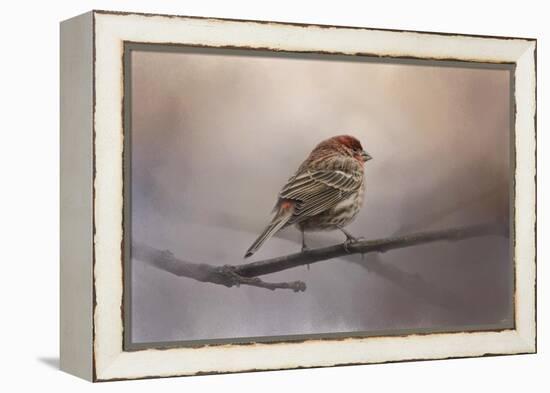 House Finch in January-Jai Johnson-Framed Premier Image Canvas