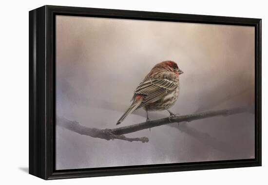 House Finch in January-Jai Johnson-Framed Premier Image Canvas