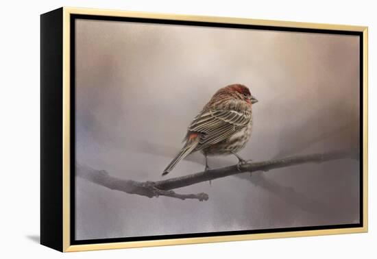 House Finch in January-Jai Johnson-Framed Premier Image Canvas