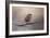 House Finch in January-Jai Johnson-Framed Giclee Print