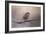 House Finch in January-Jai Johnson-Framed Giclee Print