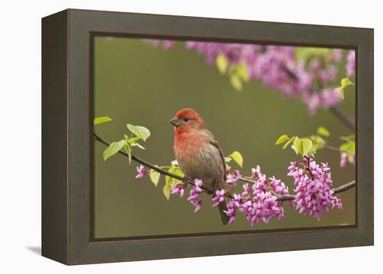House Finch Male in Redbud Tree, Spring-null-Framed Premier Image Canvas