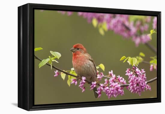 House Finch Male in Redbud Tree, Spring-null-Framed Premier Image Canvas