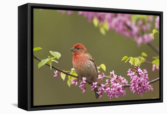 House Finch Male in Redbud Tree, Spring-null-Framed Premier Image Canvas