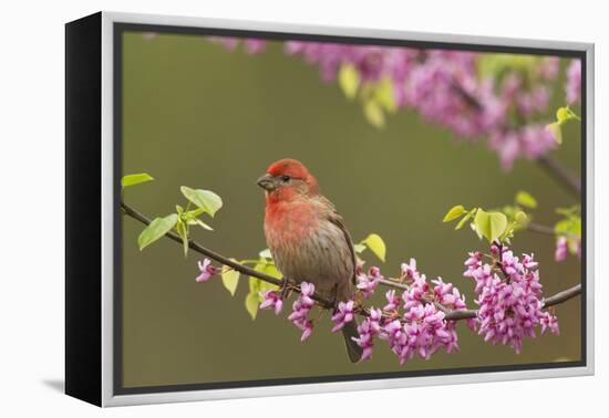 House Finch Male in Redbud Tree, Spring-null-Framed Premier Image Canvas