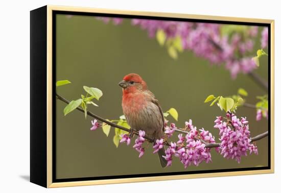 House Finch Male in Redbud Tree, Spring-null-Framed Premier Image Canvas