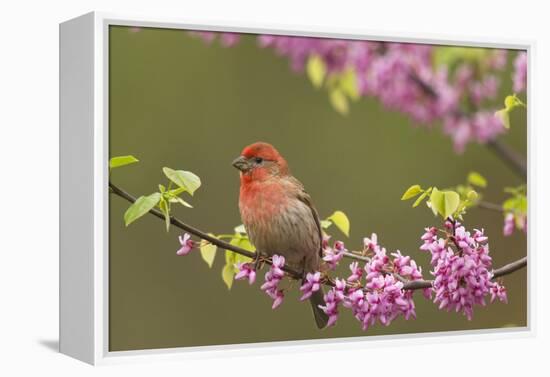 House Finch Male in Redbud Tree, Spring-null-Framed Premier Image Canvas