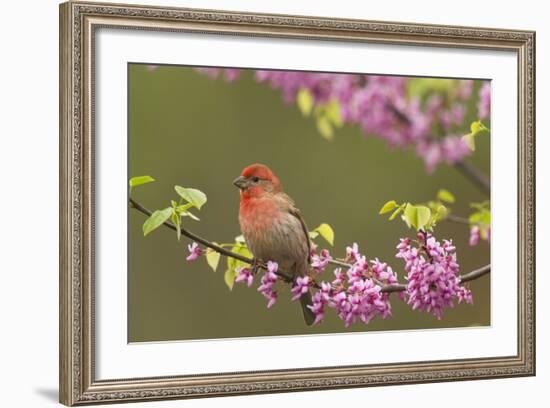 House Finch Male in Redbud Tree, Spring-null-Framed Photographic Print