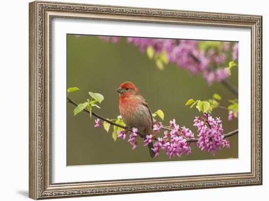 House Finch Male in Redbud Tree, Spring-null-Framed Photographic Print