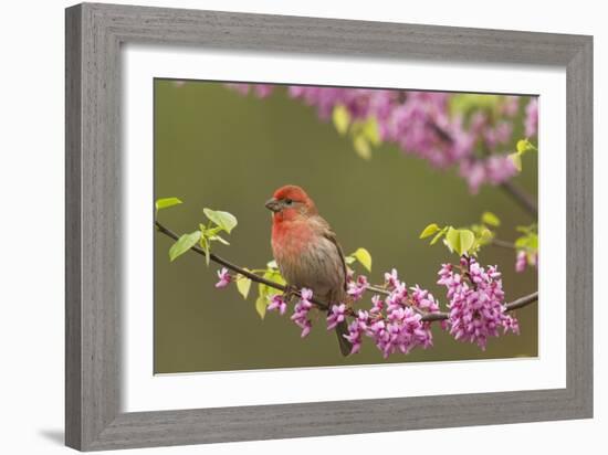 House Finch Male in Redbud Tree, Spring-null-Framed Photographic Print