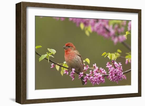 House Finch Male in Redbud Tree, Spring-null-Framed Photographic Print