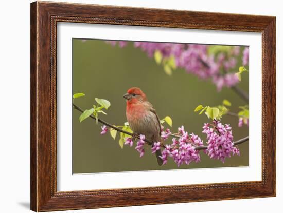 House Finch Male in Redbud Tree, Spring-null-Framed Photographic Print