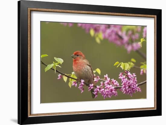 House Finch Male in Redbud Tree, Spring-null-Framed Photographic Print