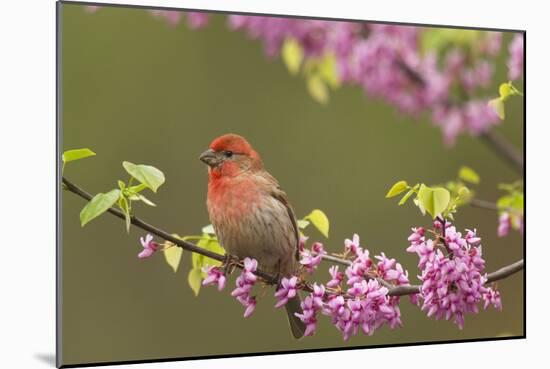 House Finch Male in Redbud Tree, Spring-null-Mounted Photographic Print