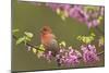 House Finch Male in Redbud Tree, Spring-null-Mounted Photographic Print