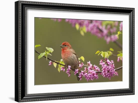 House Finch Male in Redbud Tree, Spring-null-Framed Photographic Print
