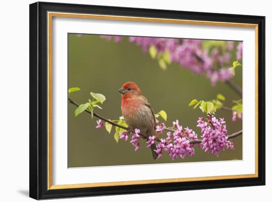 House Finch Male in Redbud Tree, Spring-null-Framed Photographic Print