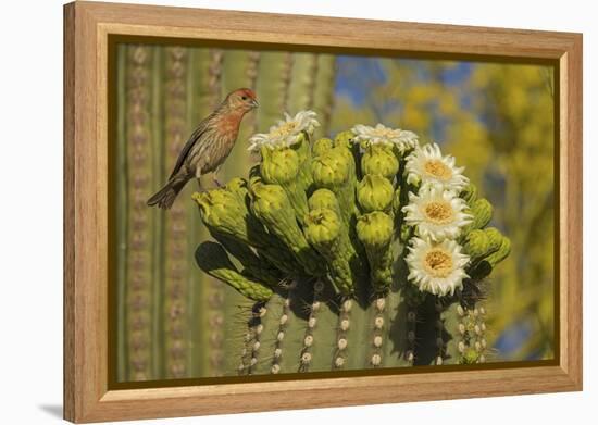 House finch perched on Saguaro cactus in flower, Arizona-John Cancalosi-Framed Premier Image Canvas