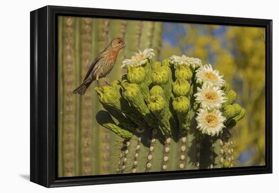 House finch perched on Saguaro cactus in flower, Arizona-John Cancalosi-Framed Premier Image Canvas