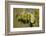 House finch perched on Saguaro cactus in flower, Arizona-John Cancalosi-Framed Photographic Print