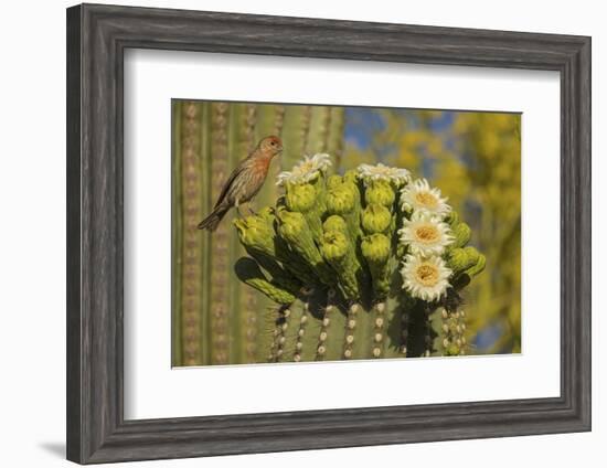 House finch perched on Saguaro cactus in flower, Arizona-John Cancalosi-Framed Photographic Print