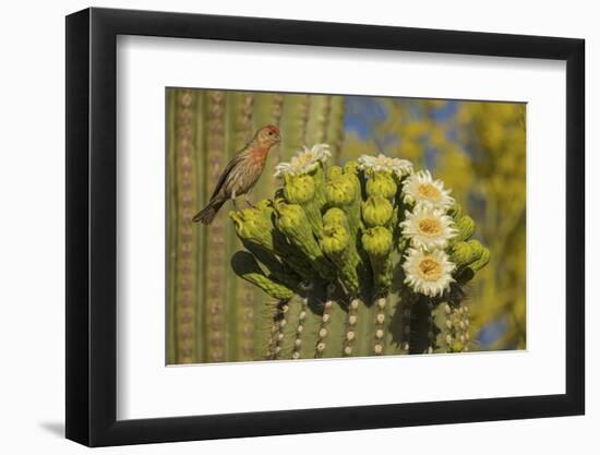 House finch perched on Saguaro cactus in flower, Arizona-John Cancalosi-Framed Photographic Print