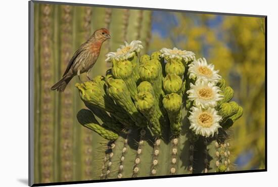 House finch perched on Saguaro cactus in flower, Arizona-John Cancalosi-Mounted Photographic Print