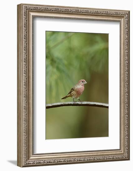 House Finch-Gary Carter-Framed Photographic Print