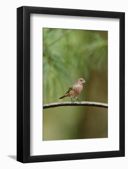 House Finch-Gary Carter-Framed Photographic Print