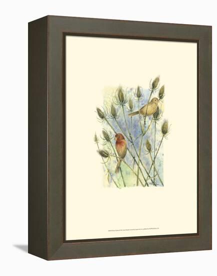 House Finches-Janet Mandel-Framed Stretched Canvas