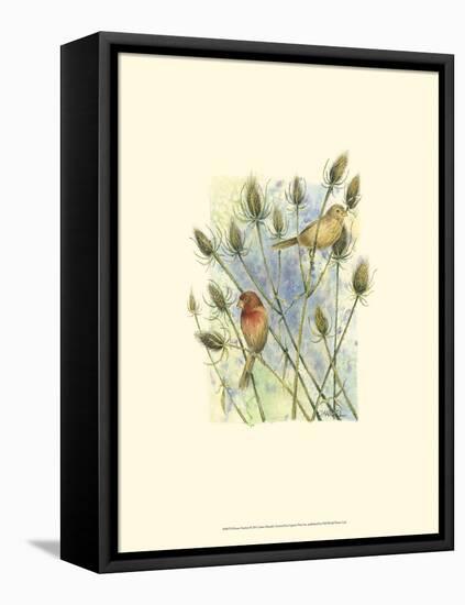 House Finches-Janet Mandel-Framed Stretched Canvas