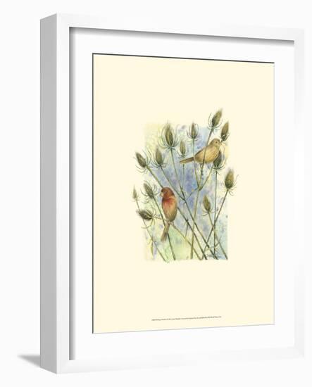 House Finches-Janet Mandel-Framed Premium Giclee Print
