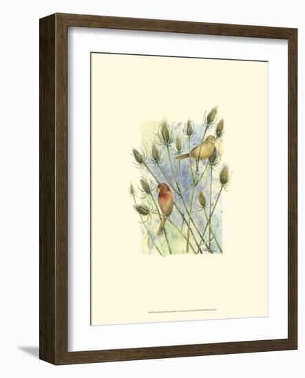 House Finches-Janet Mandel-Framed Art Print