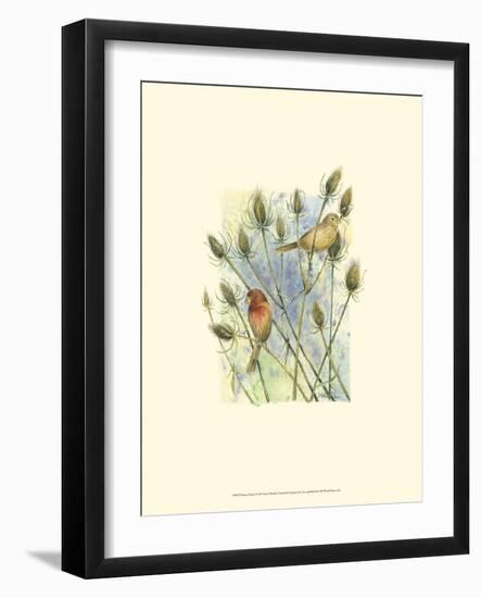 House Finches-Janet Mandel-Framed Art Print